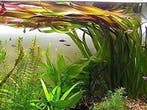 Aquariumplant - Vallisneria Giganthea Rubra bos, Verzenden, Plant(en), Steen of Hout