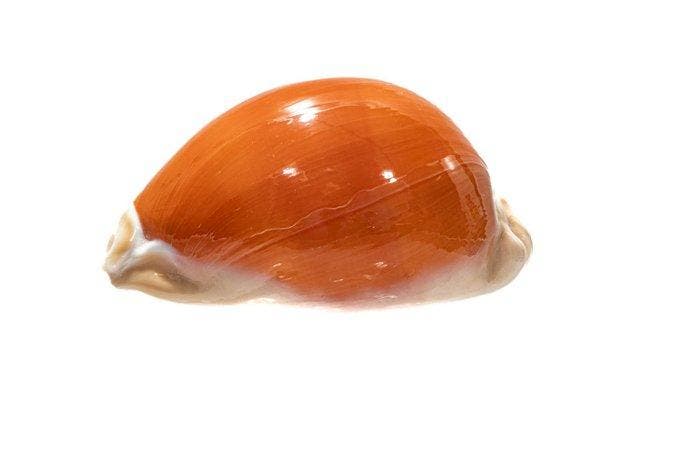 >>> Gouden kaurischelp en volledig gegevensblad  GEM, Verzamelen, Dierenverzamelingen