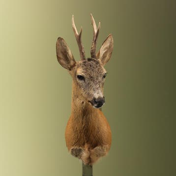 Reebok Zomervacht Taxidermie Opgezette Dieren By Max, Ophalen of Verzenden, Opgezet dier