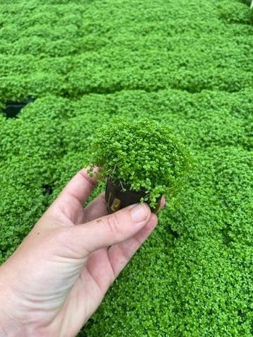 Hemianthus Callitrichoides (Aquariumplanten), Verzenden, Plant(en), Steen of Hout