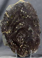 Teredo, ver marin, sur bois de palmier fossile - Très rare -