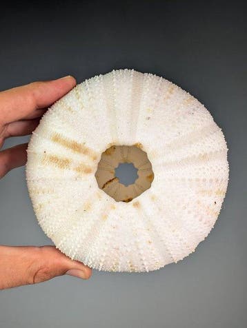 Extra groot zee-egel-specimen (Ø~13,5 cm) Zeeschelp -, Verzamelen, Nieuw