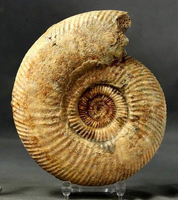 Fijnste ammoniet - - Gefossiliseerd dier - Parkinsonia aff