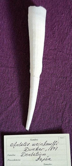 Palourde Coquillage marin - Scaphopoda (Sans prix de