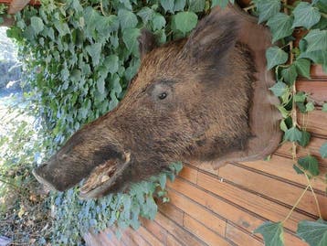Sanglier Support mural pour taxidermie - Sus scrofa - 70 cm, Collections