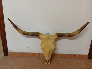 Koe Schedel met gewei - Vacca - 60 cm - 100 cm - 40 cm