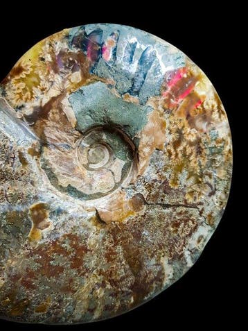 Ammoniet - Gefossiliseerde schelp - 16 cm - 13.5 cm