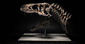 Replica Tyrannosaurus Rex 45 cm - Fossiele schedel