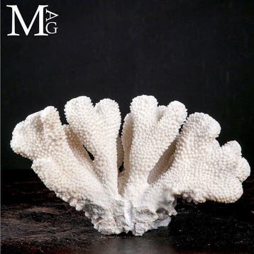 Koraalvertakking - Wit koraal - Acropora florida -