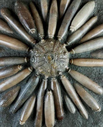 Hoge kwaliteit fossiele zee-egel!!! - Schelp met radiolen -
