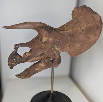 Fossiele schedel - Triceratops horridus- Museum-Grade