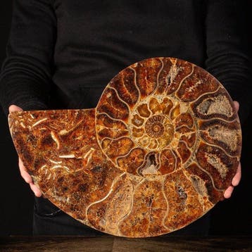 Qualité extraordinaire - Taille extra-large - Ammonite