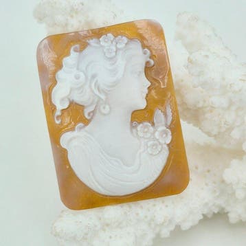 Zonder reservering - Cameo - CASSIS MADAGASCARIENSIS