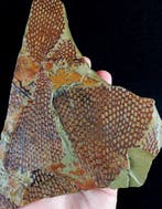 Spectaculair grapoliet met buitengewone conservering!!! -, Verzamelen