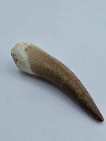Plésiosaure - Dent fossile - Fossil Tooth of Plesiosaur -