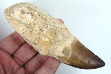 Mosasaurus-tand - Fossiele tand - Prognatodon giganteous -