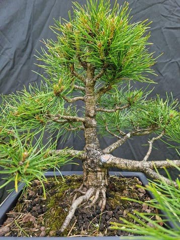 Bonsaï Pin (Pinus) - Hauteur (arbre) : 35 cm - Profondeur