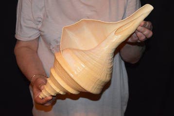 Escargot de mer Coquillage marin - S-253 SYRINX ARUANUS
