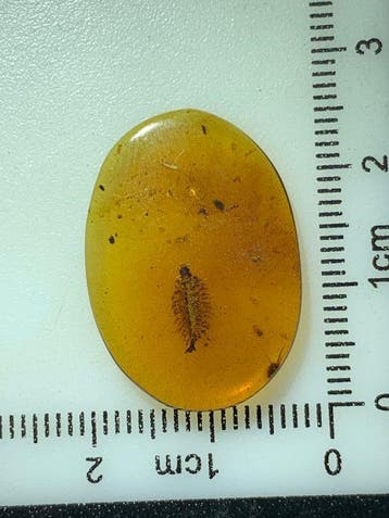 Ambre de Birmanie - Ambre