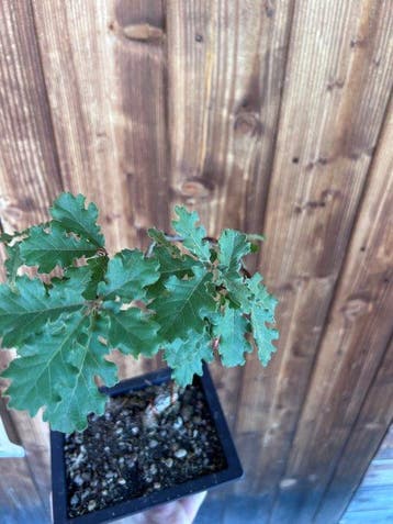 Oak bonsai (Quercus) - Hoogte (boom): 40 cm - Diepte (boom):