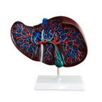 Anatomisch model lever met vasculair netwerk ST-ATM 89, Verzenden