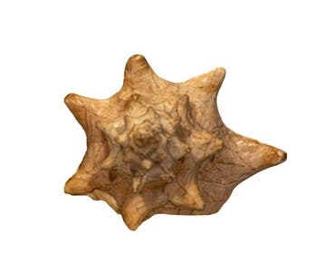 Koninklijke Queen Conch: De iconische grote rivierconch -