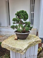 Bonsai van Itoigawa-jeneverbes - Hoogte (boom): 34 cm -