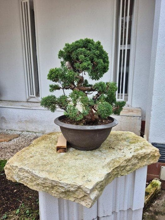 Bonsai van Itoigawa-jeneverbes - Hoogte (boom): 34 cm -, Antiek en Kunst, Curiosa en Brocante