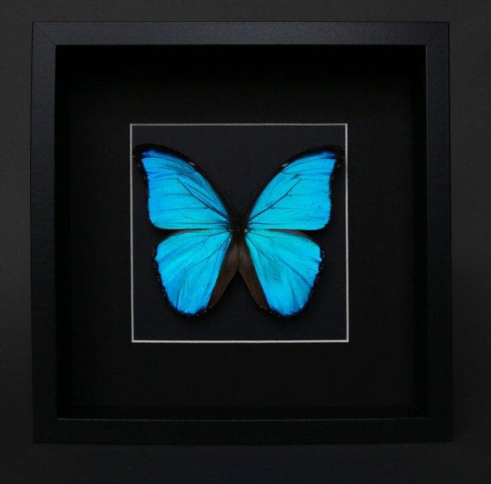 Vlinder Taxidermie volledige montage - Morpho didius - 20 cm, Verzamelen, Mineralen en Fossielen