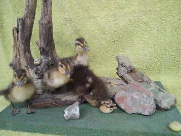 Mallard-kippen groep Taxidermie volledige montage - Anas