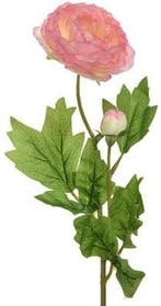Ranonkel Camelia Roze 8x10x57 cm per stuk, Nieuw