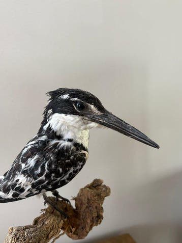 IJsvogel Taxidermie volledige montage - Ceryle rudis - 34 cm, Verzamelen, Nieuw