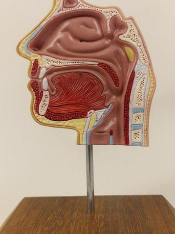 Anatomisch model - kunststof - 1980-1990 - Neus mond en