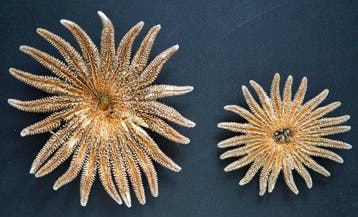 Étoile de mer tournesol. Support de corps entier pour