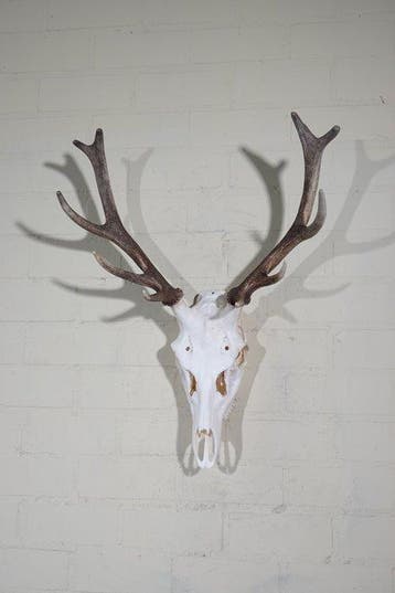Grand trophée de cerf rouge Crâne - Cervus elaphus - 33 cm -, Antiquités & Art