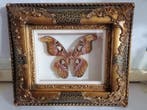 Vlinder Taxidermie wandmontage - Atlas Attacus - 30 cm - 40, Nieuw