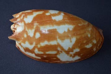 Zeeslak Zeeschelp - S-364 MELO AMPHORA (Zonder minimumprijs), Nieuw