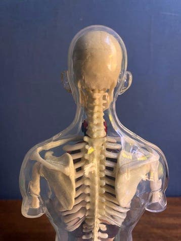 Anatomisch model - Plastic - 1980-1990