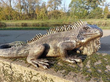 Beeld, beautiful image of a rock iguana - 34 cm - polyresin