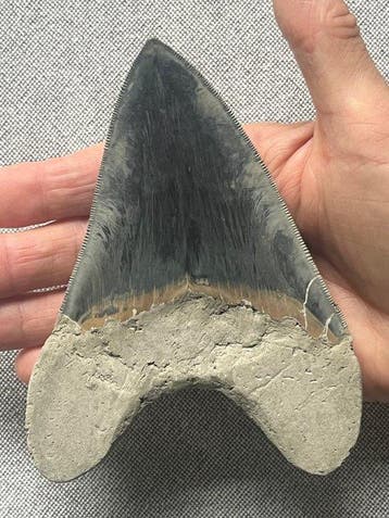 Enorme Megalodon-tand van 13,2 cm - Fossiele tand -