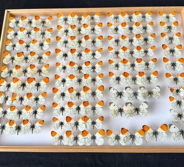 Grote historische Entomologische collectie met 93x, Nieuw