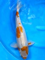 HQ Ochiba Singure van Ikarashi 40cm (Japanse Koi), Ophalen of Verzenden
