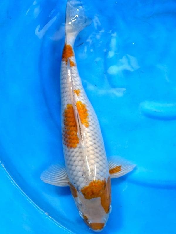 HQ Ochiba Singure van Ikarashi 40cm (Japanse Koi), Tuin en Terras, Vijvers, Nieuw, Ophalen of Verzenden