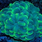 Plerogyra Sinuosa Cat Eye L (Ong. 15 cm), Animaux & Accessoires, Poissons | Poissons d'aquarium