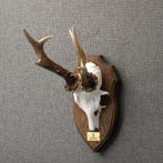Reebok Gewei Taxidermie Opgezette Dieren By Max, Ophalen of Verzenden, Opgezet dier