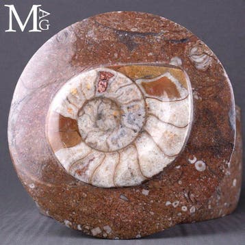 Ronde sieradendoos - fossiele matrix met ammoniet en