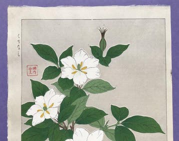 Gardenia  Kuchinashi - Kawarazaki Shodo