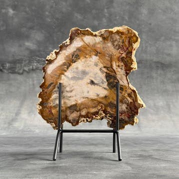 Prachtige Slice RED van versteend hout op een op maat