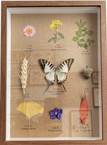 Verschillende planten en een vlinder. Taxidermie volledige