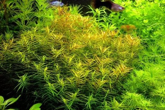Didiplis diandra - In Vitro, Dieren en Toebehoren, Vissen | Aquaria en Toebehoren, Nieuw, Verzenden